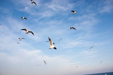 Martılar denizin üzerinde uçuyor.
