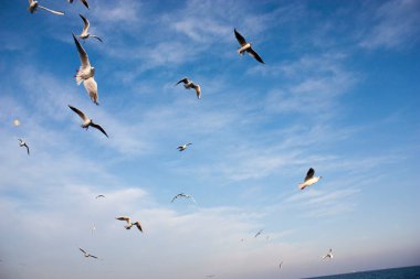 Martılar denizin üzerinde uçuyor.