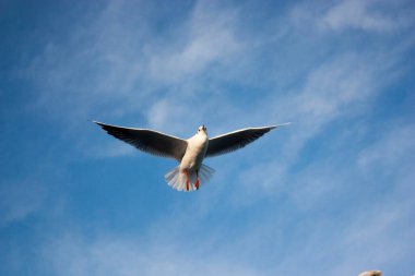 Martılar denizin üzerinde uçuyor.