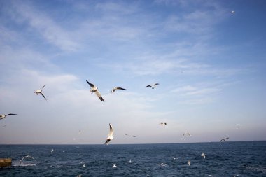 Martılar denizin üzerinde uçuyor.