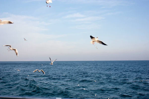 Martılar denizin üzerinde uçuyor.