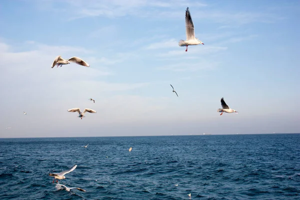 Martılar denizin üzerinde uçuyor.