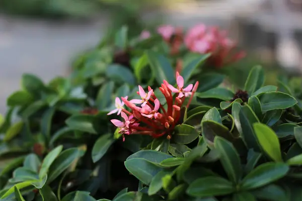 Pink Ixora Flower Garden — Stock Photo, Image