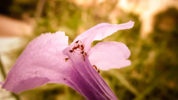 Κόκκινο Μυρμήγκι Και Μοβ Λουλούδι Στον Κήπο — Φωτογραφία Αρχείου