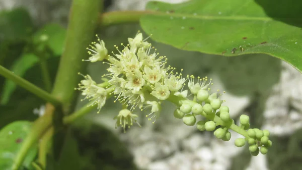 Flor Terminalia Catappa Flor Almendra India Primavera —  Fotos de Stock