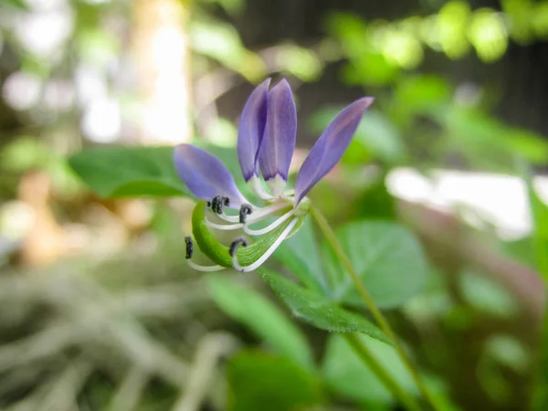 Flor Pêssego Branco Primavera Vietnã — Fotografia de Stock