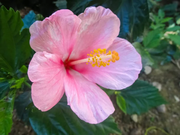 庭のピンクと白のハイビスカスの花 — ストック写真