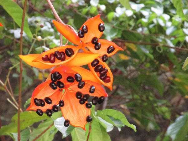 野花は花にオレンジ色の蝶のように見えます — ストック写真