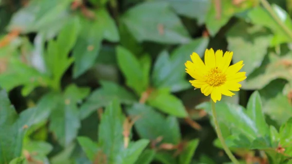 Satıcıda Sarı Kır Çiçeği — Stok fotoğraf