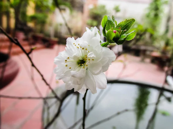 Old White Peach Blossom — Stock Photo, Image