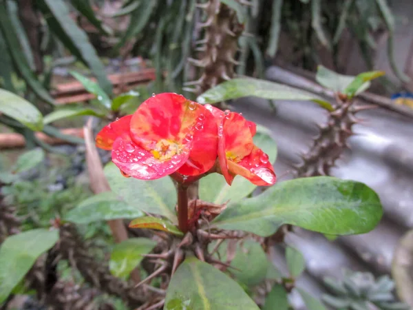 Bahçede Kırmızı Euphorbia milii çiçek