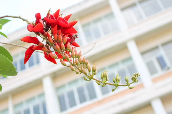 Röda Blommor Campus — Stockfoto