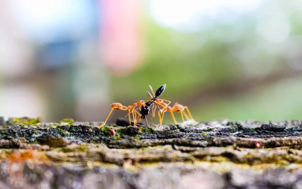 Rote Ameisen Greifen Ihre Beute — Stockfoto