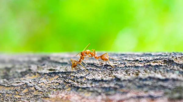 2匹の赤いアリが葉の上でキスをし — ストック写真