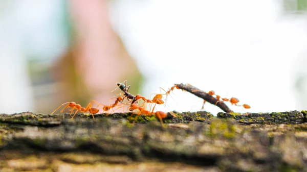 Rote Ameisen Greifen Ihre Beute Und Bringen Sie Ihrem Nest — Stockfoto
