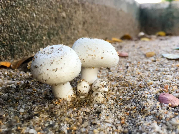 Famiglia Funghi Sulla Sabbia — Foto Stock