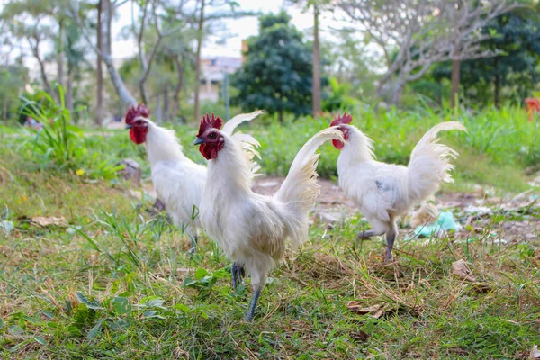 Chicken White Leghorn Rooster Grass — Stock Photo, Image