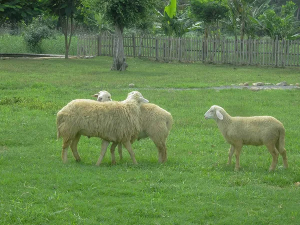 Trois Moutons Dans Prairie — Photo