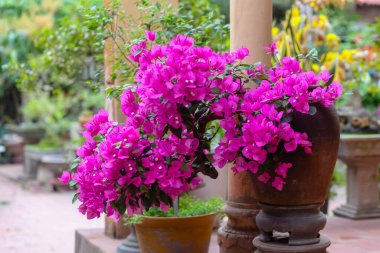 pembe renkli bougainvillea spectabilis
