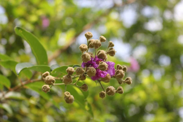 Fruits Inthanin Tree Queen Flower Lagerstroemia Speciosa Flower — Stock Photo, Image