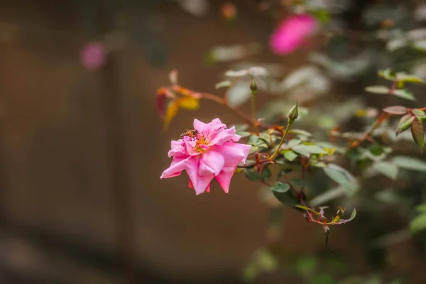 ピンクのバラの上に蜂が — ストック写真