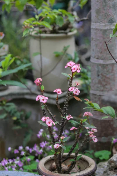Pink Euphorbia Milii Flower Blooming Garden — Stock Photo, Image