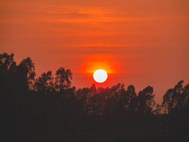 Gün batımında okaliptüs ağacı, Hai Duong, Vietnam.