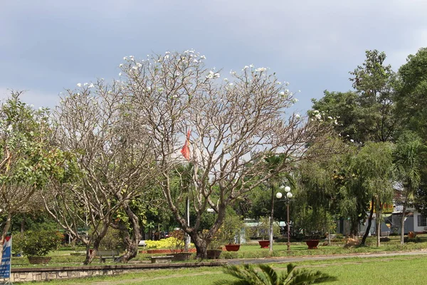 Giardino Con Fiori Erba — Foto Stock