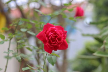Bahçede kırmızı bir gül açıyor.