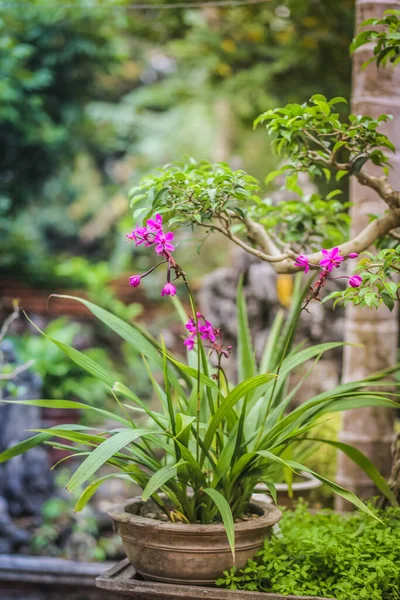 Fleur Pourpre Orchidée Moulue Spathoglottis Plicata Sur Jardin — Photo