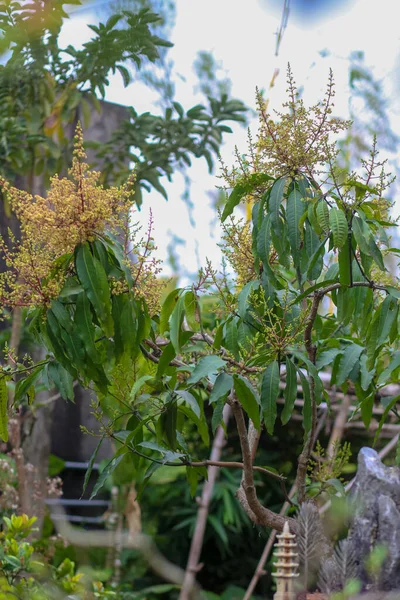 Bahçedeki Mango Ağacı Çiçek Açıyor — Stok fotoğraf