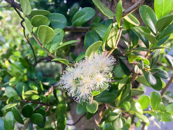 Цветок Евгении Syzygium Buxifolium — стоковое фото