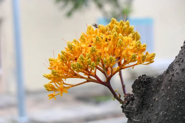 Saraca dalışı, Fabaceae familyasına ait bir ağaç türüdür.