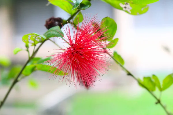 明るいピンクのカリアンドラ ハマトプスの花のクローズアップ — ストック写真