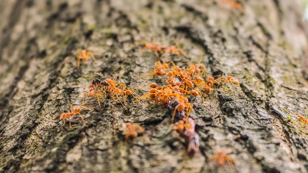 Ameisen Bringen Ihre Beute Zurück Ins Nest — Stockfoto