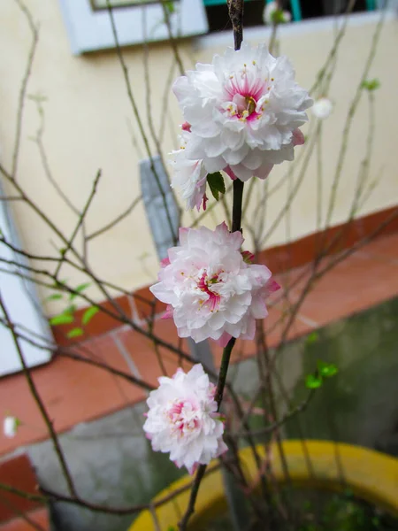 Biały Kwiat Brzoskwini Wiosną Wietnamie — Zdjęcie stockowe