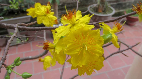 庭でのアプリコットの花の閉まり — ストック写真