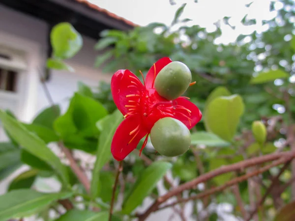 Nahaufnahme Einer Ochna Serrulata Blume — Stockfoto