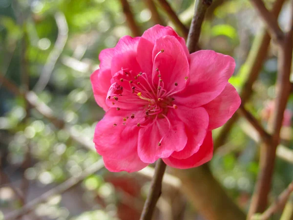 Bahçede pembe şeftali çiçeği