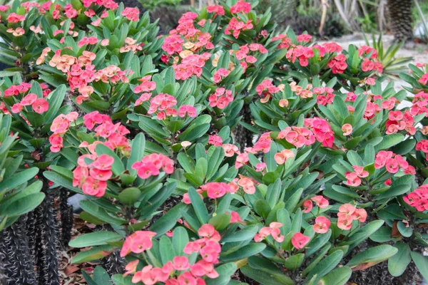 Röd Euphorbia Milii Blomma Trädgården — Stockfoto