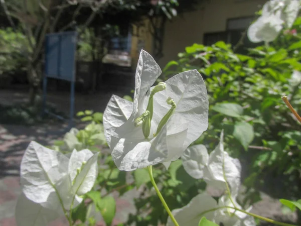 Primer Plano Confetti Blanco Jardín — Foto de Stock