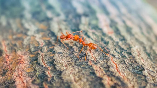 Zwei Rote Ameisen Küssen Sich Auf Einem Baum Eine Romantische — Stockfoto