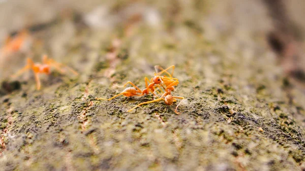 Zwei Rote Ameisen Küssen Sich Auf Einem Baum Eine Romantische — Stockfoto