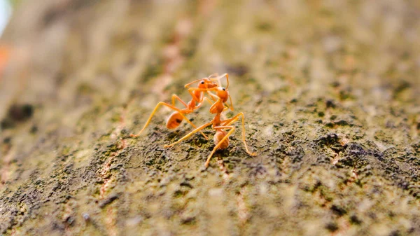 Zwei Rote Ameisen Küssen Sich Auf Einem Baum Eine Romantische — Stockfoto