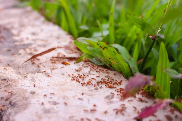 Schwarm Roter Ameisen Gras — Stockfoto
