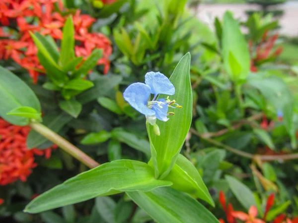 Commelina diferusa 'nın makro fotoğrafı (tırmanan gün çiçeği veya yayılan gün çiçeği))