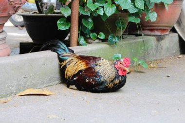 Bahçede uzanmış kahverengi bir horoz