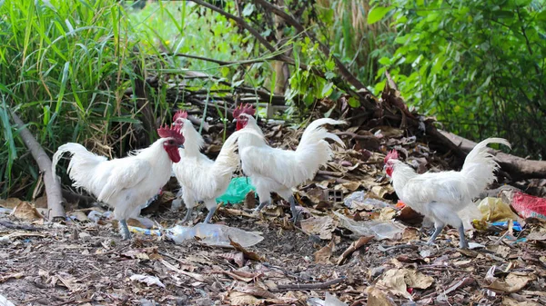 Pollo Gallo Leghorn Blanco Hierba —  Fotos de Stock