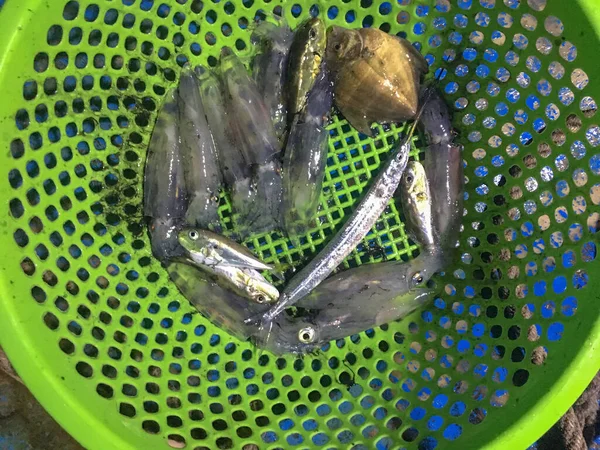 Fresh Squids Fishes Have Just Been Caught Sea Basket — Stock Photo, Image