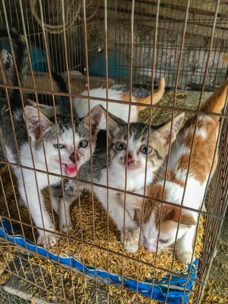 Drie Katten Zijn Gefokt Ijzeren Kooi — Stockfoto